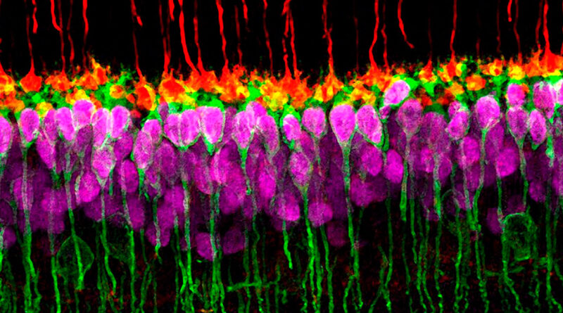 Organoides obtenidos de células madre para reparación de retina