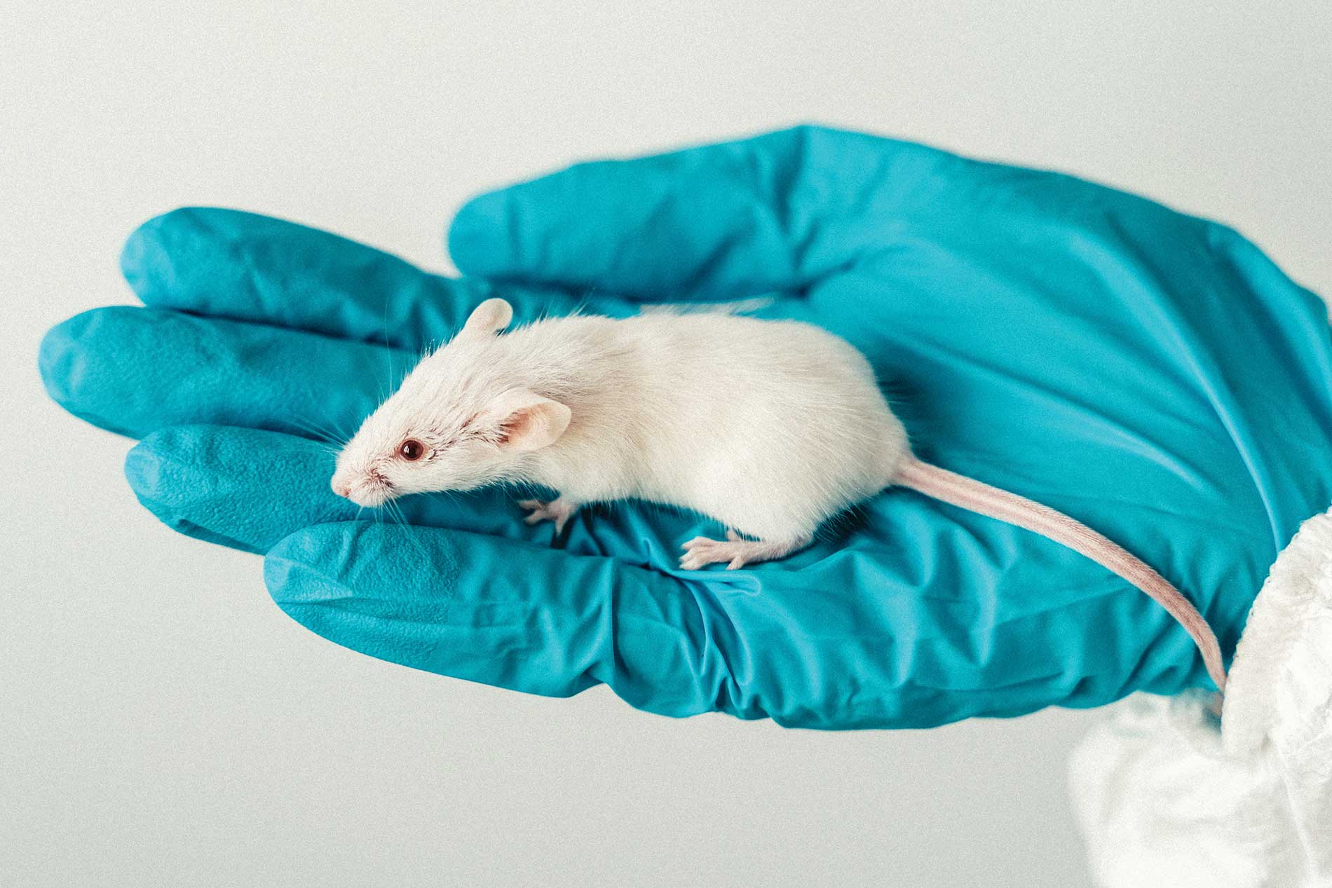 Mano con guante médico sosteniendo una rata de laboratorio color blanco