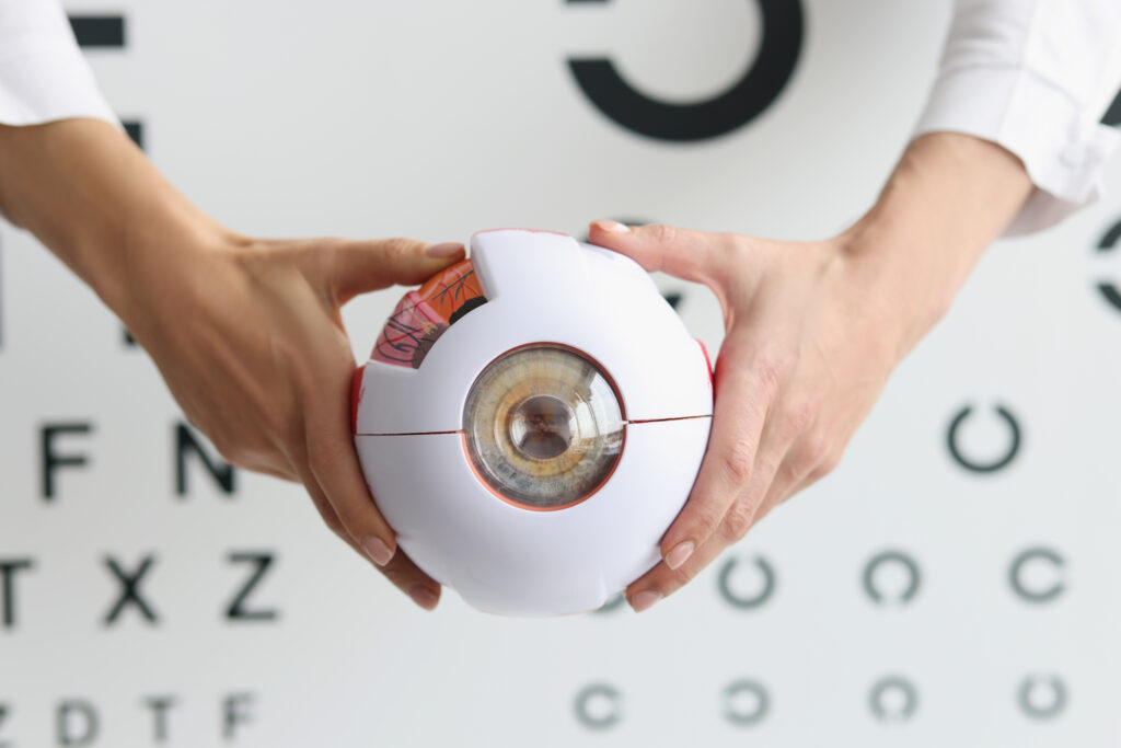 Manos sostienen un modelo anatómico del ojo humano frente a una tabla optométrica, usado en educación médica y explicaciones clínicas.