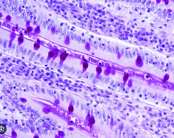 Corte histológico que muestra célula caliciforme secretora del mucus que permite dar estructura a la película lagrimal en la superficie ocular