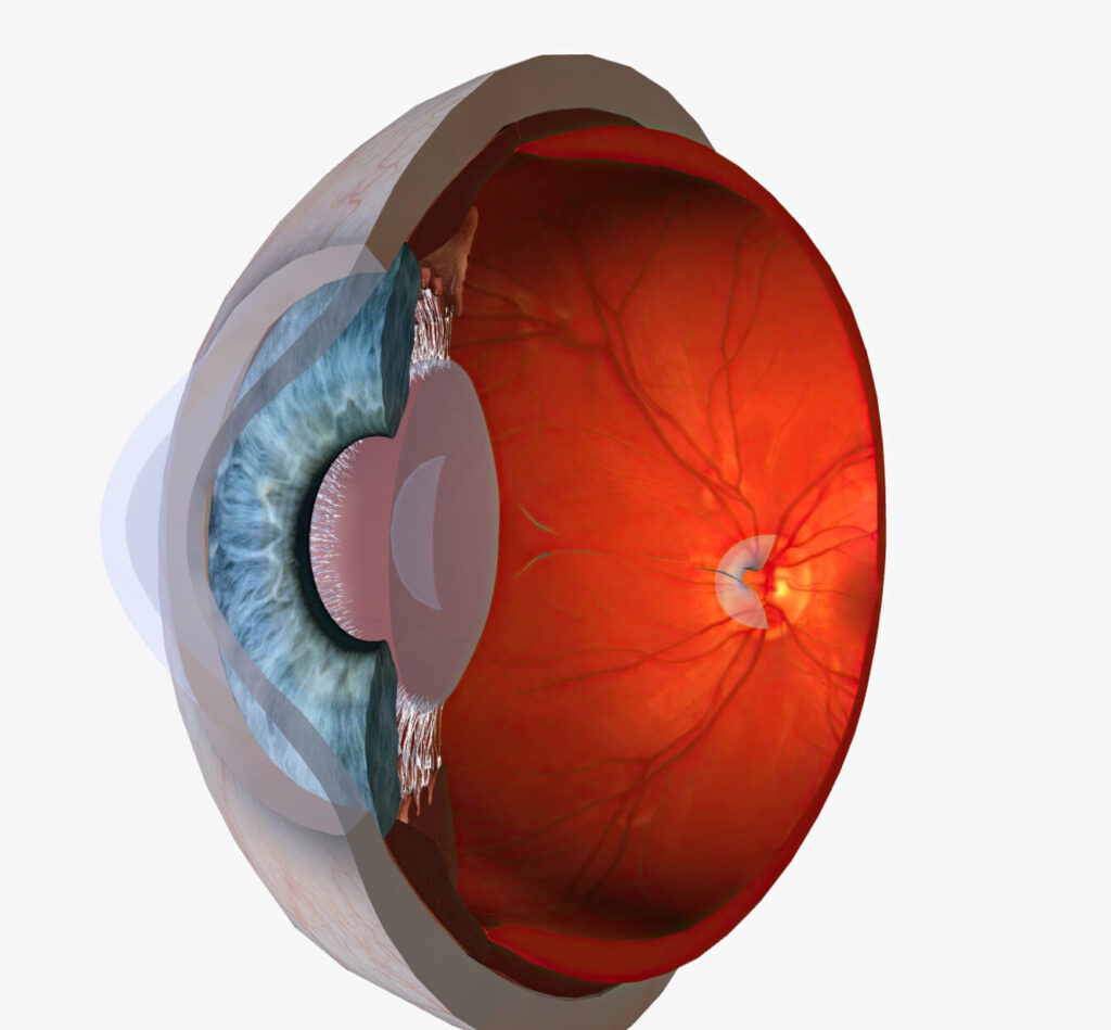 Render 3D de la estructura interna de un ojo