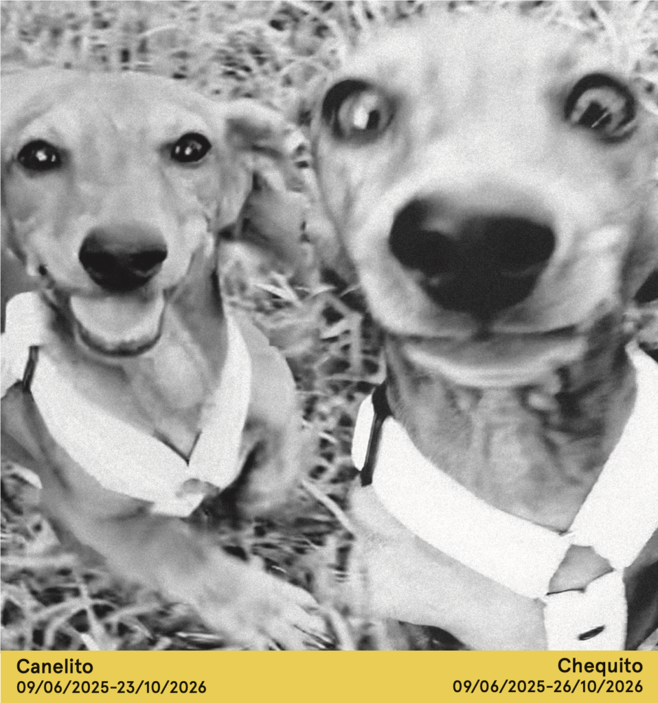 Perritos bonitos